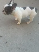 Cloud, a male French Bulldog for sale in Milwaukee, WI – 2 of 8