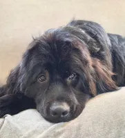 Puppy 1-10, a  Bernese Mountain Dog and Newfoundland for sale in Altoona, PA – Photo 2 of 6