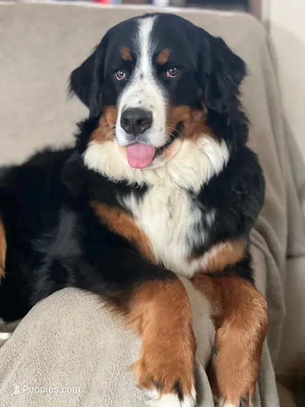 Puppy 1-10 – Bernese Mountain Dog, Newfoundland puppy for sale in Altoona, PA