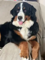 Puppy 1-10, a  Bernese Mountain Dog and Newfoundland for sale in Altoona, PA – Photo 1 of 6