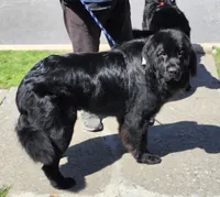 Puppy 1-10, a  Bernese Mountain Dog and Newfoundland for sale in Altoona, PA – Photo 5 of 6