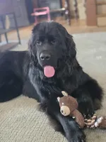 Puppy 1-10, a  Bernese Mountain Dog and Newfoundland for sale in Altoona, PA – Photo 6 of 6