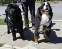 Puppy 1-10, a  Bernese Mountain Dog and Newfoundland for sale in Altoona, PA – Photo 4 of 6