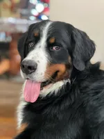 Puppy 1-10, a  Bernese Mountain Dog and Newfoundland for sale in Altoona, PA – Photo 3 of 6