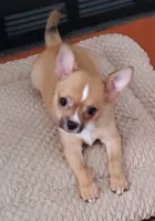 JACK, a male Chihuahua for sale in Gilbert, SC – 1 of 2