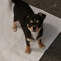 petey, a male Chihuahua for sale in Gilbert, SC – 1 of 1