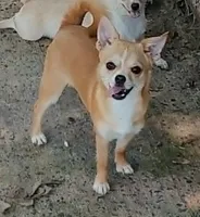 earnie, a male Chihuahua for sale in Gilbert, SC – 1 of 3