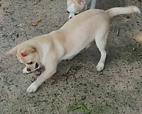 STONEY, a male Chihuahua for sale in Gilbert, SC – 3 of 4