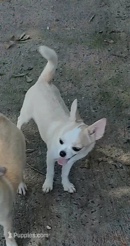 ROCKO – Chihuahua puppy for sale in Gilbert, SC