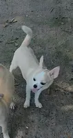 ROCKO, a male Chihuahua for sale in Gilbert, SC – 1 of 3
