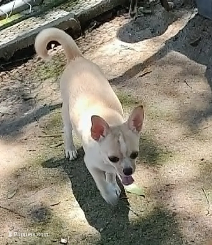STONEY – Chihuahua puppy for sale in Gilbert, SC