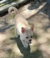 STONEY, a male Chihuahua for sale in Gilbert, SC – 4 of 4