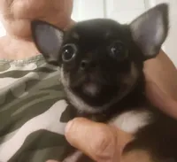 flyer, a male Chihuahua for sale in Gilbert, SC – 3 of 3