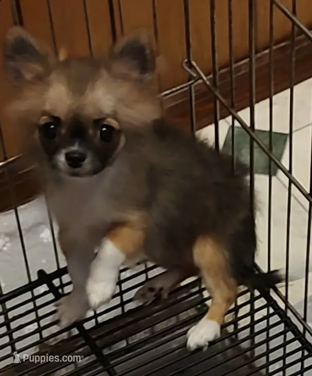 ivy – Chihuahua puppy for sale in Gilbert, SC