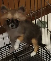ivy, a female Chihuahua for sale in Gilbert, SC – 1 of 1