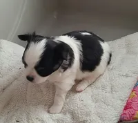 DOMINO, a male Chihuahua for sale in Gilbert, SC – 1 of 3