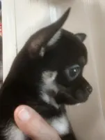 flyer, a male Chihuahua for sale in Gilbert, SC – 2 of 3