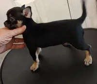 flyer, a male Chihuahua for sale in Gilbert, SC – 1 of 3
