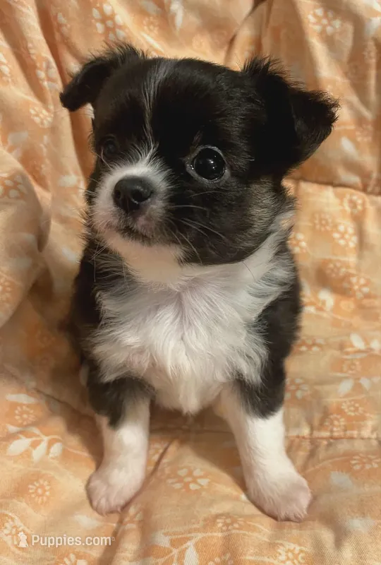 Prince, a male Chihuahua for sale in Gilbert, SC – Photo 1 of 1