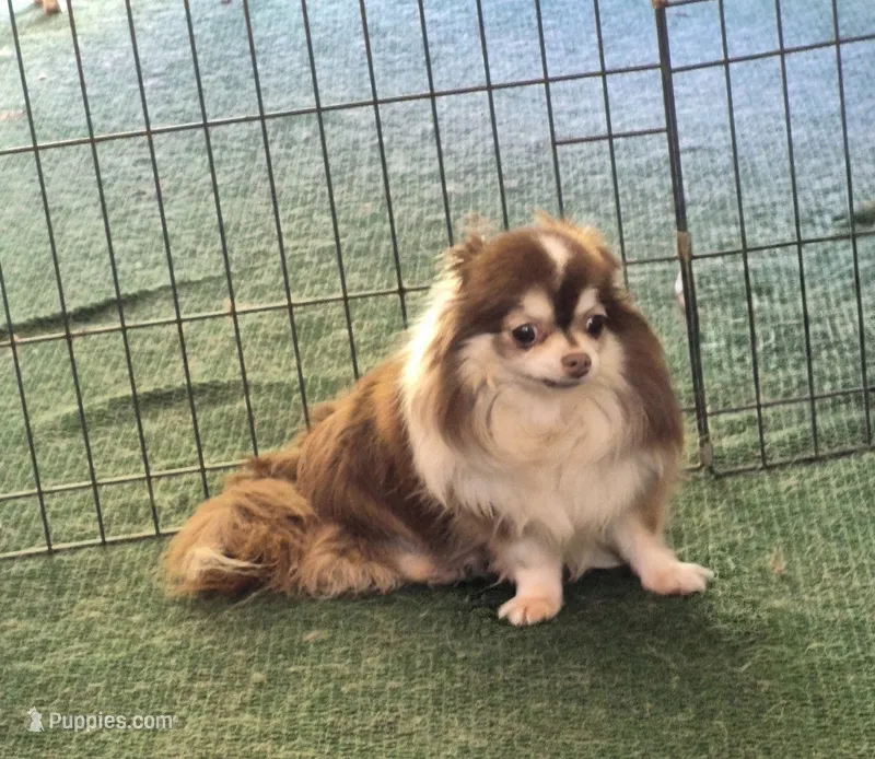 KIKI, a female Chihuahua for sale in Gilbert, SC – 1 of 1