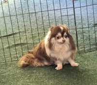 KIKI, a female Chihuahua for sale in Gilbert, SC – 1 of 1