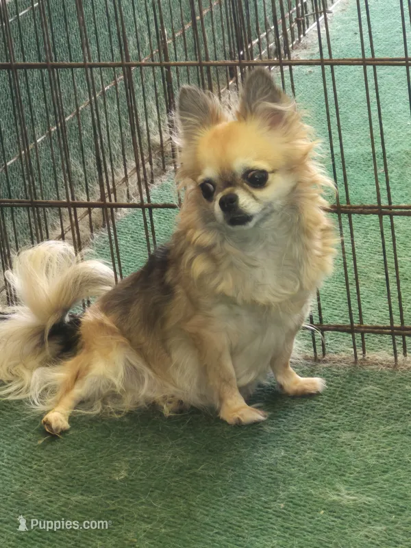 EMMA GRACE, a female Chihuahua for sale in Gilbert, SC – 1 of 1