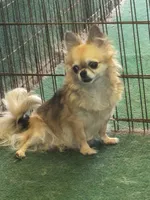 EMMA GRACE, a female Chihuahua for sale in Gilbert, SC – 1 of 1