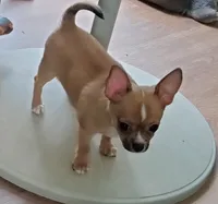 JACK, a male Chihuahua for sale in Gilbert, SC – 2 of 2