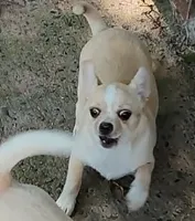 STONEY, a male Chihuahua for sale in Gilbert, SC – 2 of 4