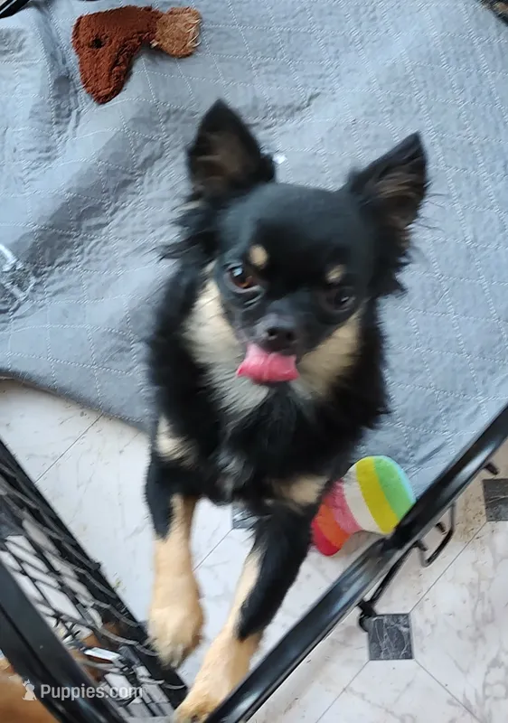 Quantem – Chihuahua puppy for sale in Gilbert, SC