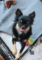Quantem, a male Chihuahua for sale in Gilbert, SC – 1 of 2
