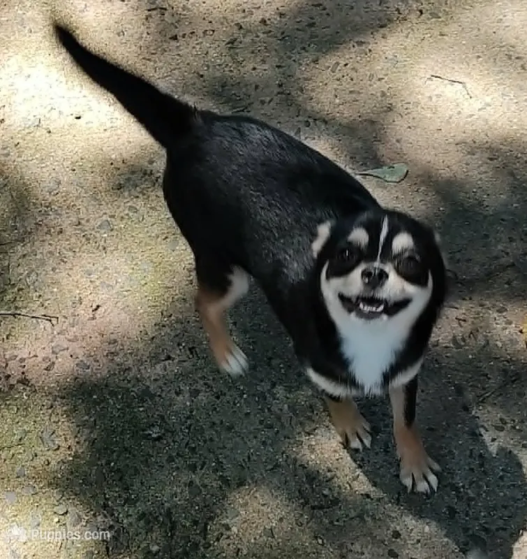 petey – Chihuahua puppy for sale in Gilbert, SC