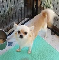Celine, a female Chihuahua for sale in Gilbert, SC – 1 of 2