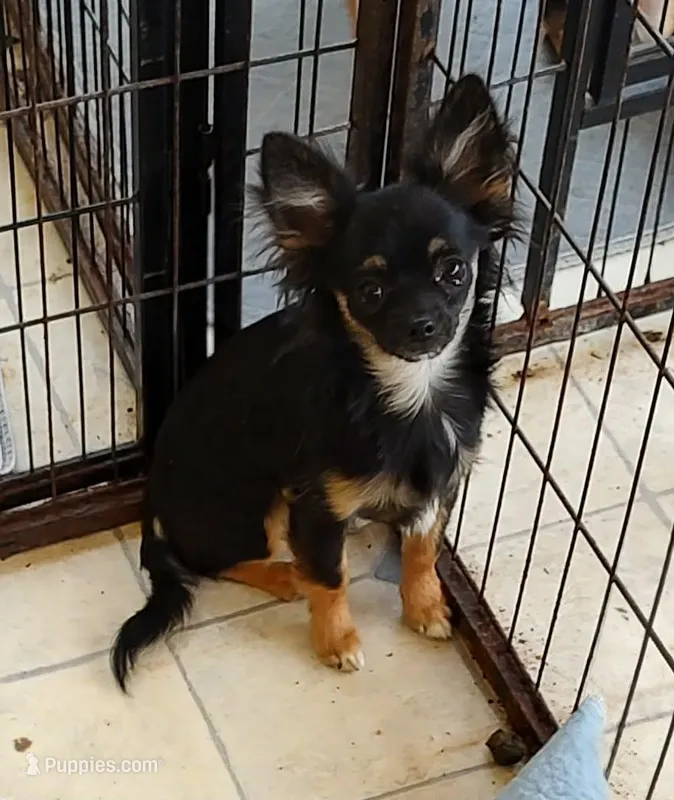 black jack, a male Chihuahua for sale in Gilbert, SC – Photo 1 of 1