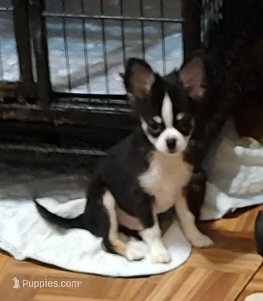 spike, a male Chihuahua for sale in Gilbert, SC – Photo 1 of 1