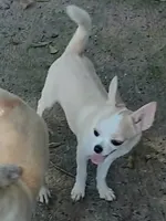 ROCKO, a male Chihuahua for sale in Gilbert, SC – 2 of 3
