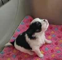 DOMINO, a male Chihuahua for sale in Gilbert, SC – 3 of 3