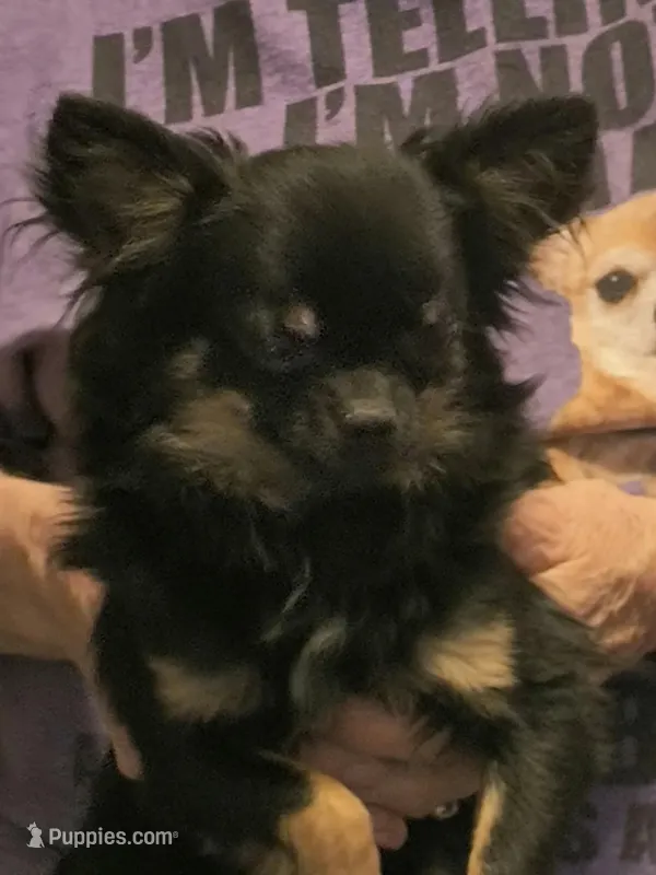 quatem, a male Chihuahua for sale in Gilbert, SC – Photo 1 of 1