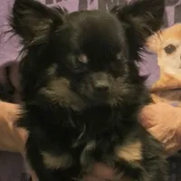 quatem, a male Chihuahua for sale in Gilbert, SC – 1 of 1