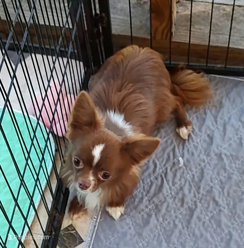 taz – Chihuahua puppy for sale in Gilbert, SC