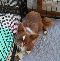 taz, a male Chihuahua for sale in Gilbert, SC – 1 of 2