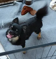 Quantem, a male Chihuahua for sale in Gilbert, SC – 2 of 2