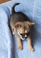 JILL, a female Chihuahua for sale in Gilbert, SC – 2 of 3