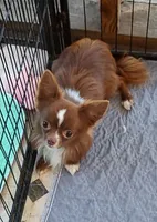 taz, a male Chihuahua for sale in Gilbert, SC – 2 of 2