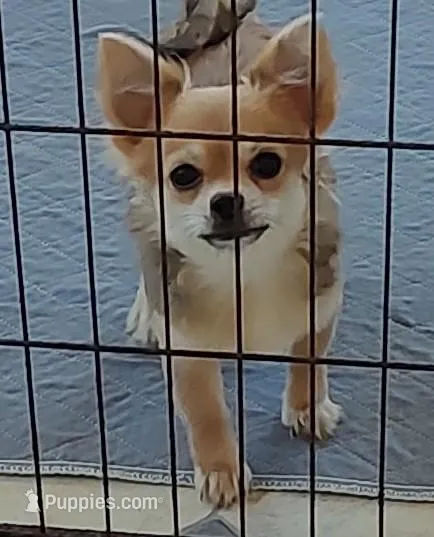 Paul – Chihuahua puppy for sale in Gilbert, SC