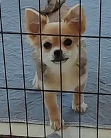 Paul, a male Chihuahua for sale in Gilbert, SC – Photo 1 of 2