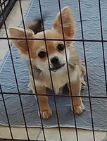 Paul, a male Chihuahua for sale in Gilbert, SC – Photo 2 of 2