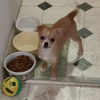 earnie, a male Chihuahua for sale in Gilbert, SC – 1 of 1
