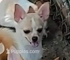 STONEY – Chihuahua puppy for sale in Gilbert, SC