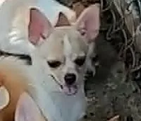 STONEY, a male Chihuahua for sale in Gilbert, SC – 1 of 4